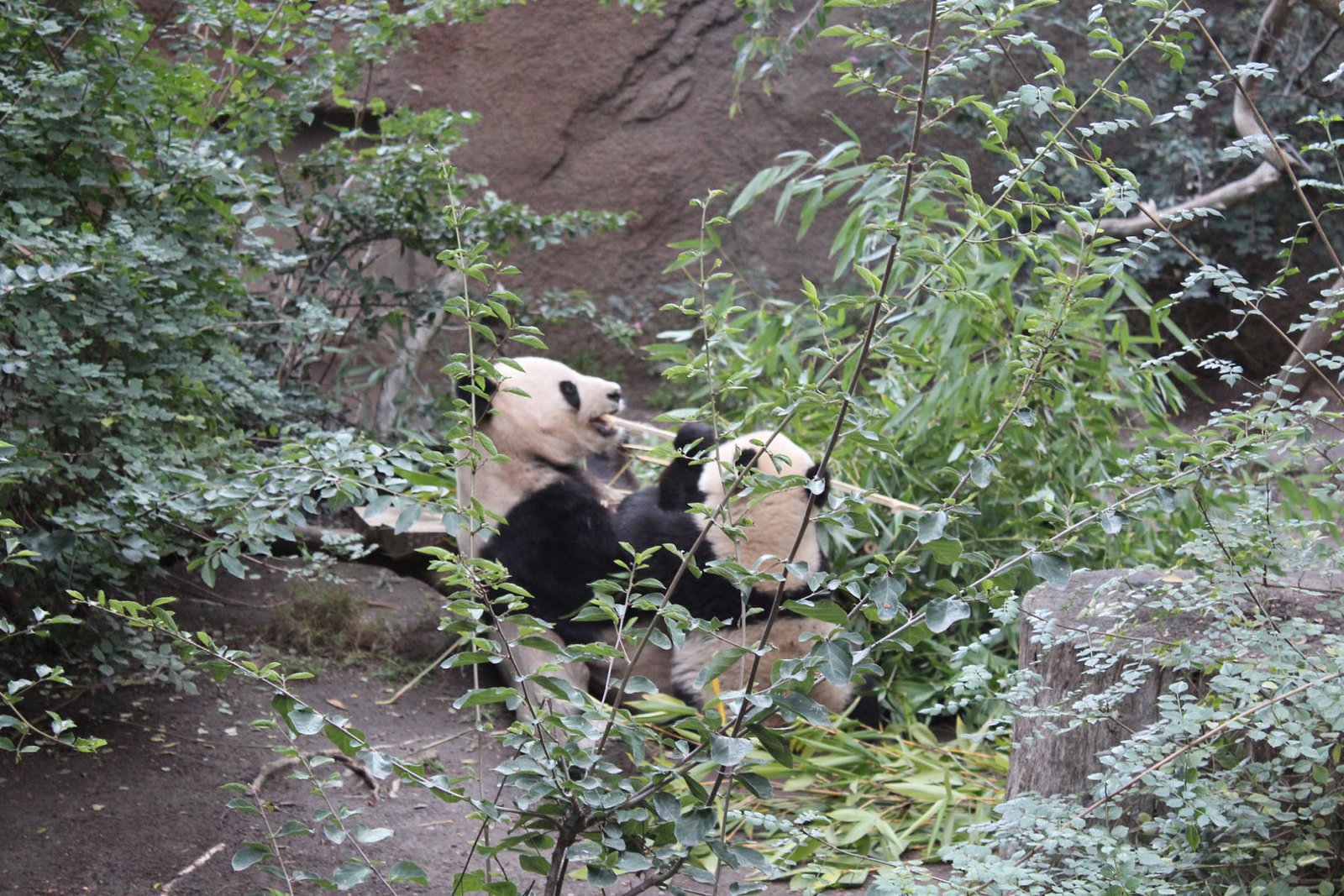 San Diego Zoo Part II 186